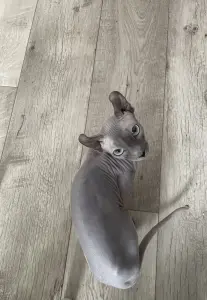 сфинкс эльф кошка