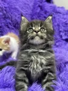 Мейн-Кун чистокровные котята