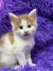 Мейн-Кун чистокровные котята