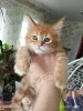 Котята Мейн кун