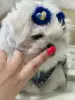 Самый красивый эксклюзивный мальтезе (не мальтипу)