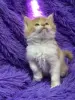 Мейн-Кун чистокровные котята