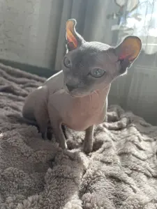 сфинкс эльф кошка