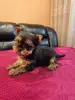 Щенки йоркширского терьера