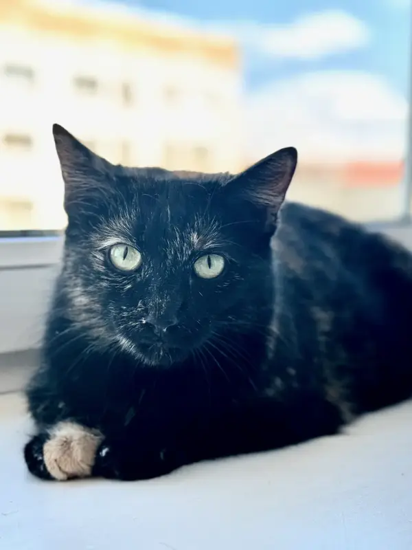 Кошка Пеструшка ищет дом