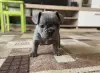 Щенок французского бульдога девочка