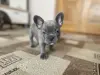 Щенок французского бульдога мальчик