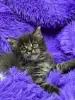 Мейн-Кун чистокровные котята