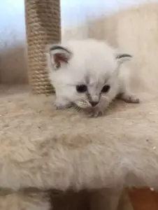 Продаются Котята Невской Маскарадной кошки