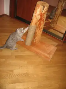 Когтеточка