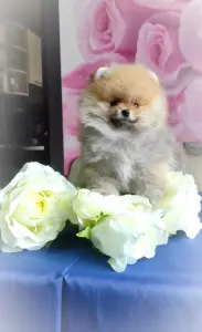 Померанский, шпиц. Миниатюрные мишки