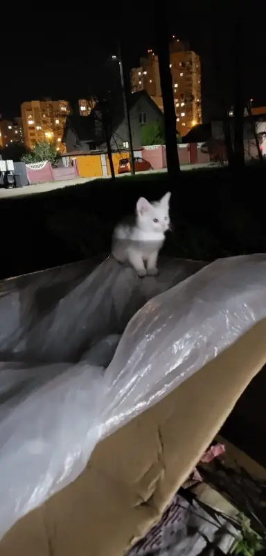 Кошки и котята в дар