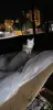 Кошки и котята в дар