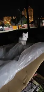 Кошки и котята в дар