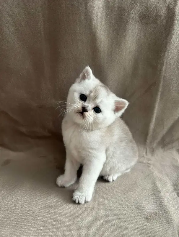 Шотландские вислоухие котята