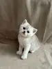 Шотландские вислоухие котята