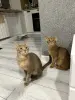 Абиссинские котята