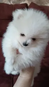 Померанский шпиц