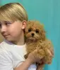 Элитные мини и микро мальтипу и той пудель Тэдди Китай