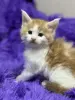 Мейн-Кун чистокровные котята