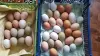 ЯЙЦА куриные  породных мясо-яичных птиц инкубац., яйца индоуток