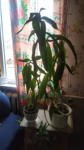 Лечебный вазон золотой ус