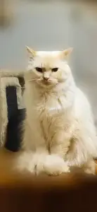 Продаются Котята Невской Маскарадной кошки