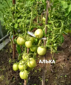 Рассада томатов сортовая