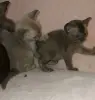 Европейская бурма