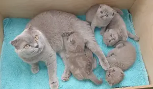 Шотландские вислоухие котята