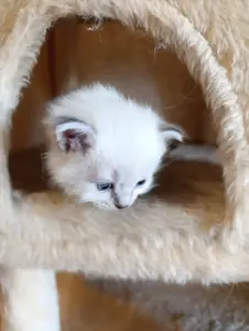 Продаются Котята Невской Маскарадной кошки