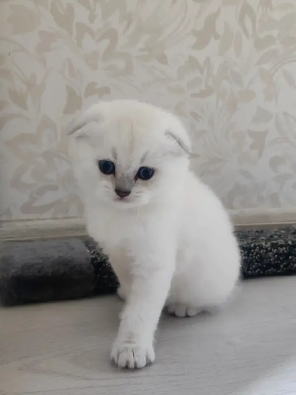 Шотландский вислоухий мальчик