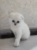 Шотландский вислоухий мальчик