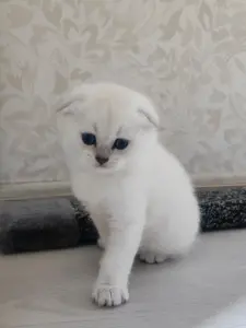 Шотландский вислоухий мальчик