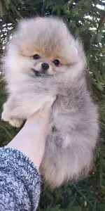 Померанский шпиц щенки мини мишка
