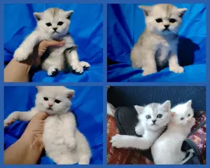 Щотландские котята коты.