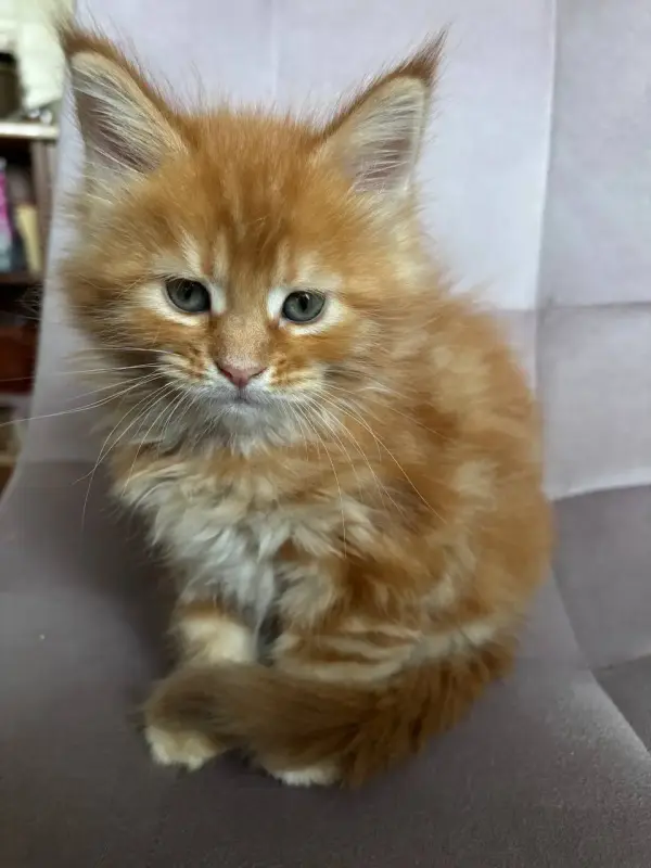 Котята