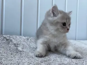 Шотландский котенок
