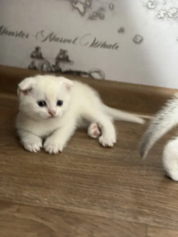 Шотландские котята