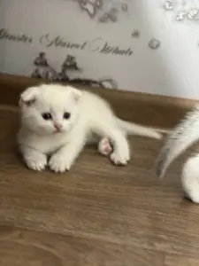 Шотландские котята