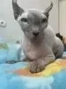 сфинкс эльф кошка