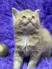 Мейн-Кун чистокровные котята