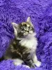 Мейн-Кун чистокровные котята