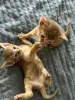 Абиссинские котята