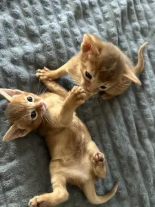 Абиссинские котята