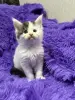Мейн-Кун чистокровные котята