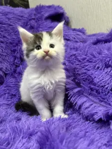 Мейн-Кун чистокровные котята