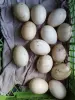 ЯЙЦА куриные  породных мясо-яичных птиц инкубац., яйца индоуток