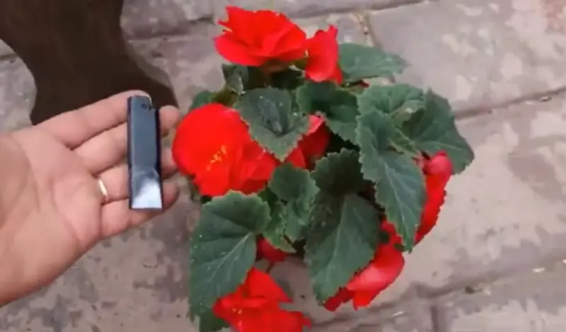 Бегония Нон Стоп и Фортуна