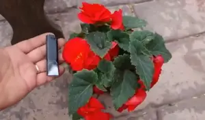 Бегония Нон Стоп и Фортуна